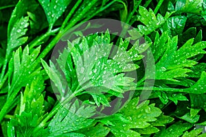 Organic fresh bunch of parsley with drops closeup