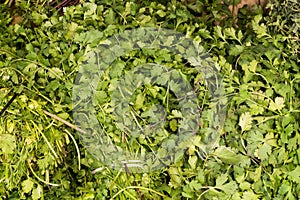 Organic fresh bunch of parsley, natural look on a market in Arequipa, Peru