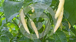 Organic fresh chili in the garden with water droplets on the leaves in the rainy season