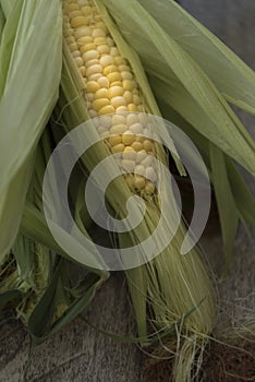 Organic and fresh corn on cob