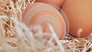 Organic fresh eggs on straw. Nest with chicken eggs on a farm at sunny morning
