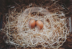 Organic fresh eggs in a straw nest. Easter eggs on wooden straw background