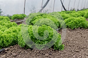 Organic fresh green lettuce growing in greenhouse.