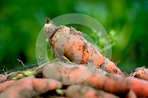 Organic fresh harvested carrots. Selective focus.