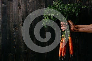 Organic fresh harvested vegetables. Farmer`s hand holding fresh carrots. Black wooden background with copy space