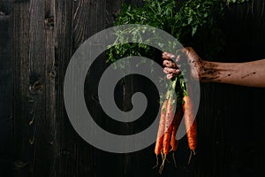 Organic fresh harvested vegetables. Farmer`s hand holding fresh carrots. Black wooden background with copy space