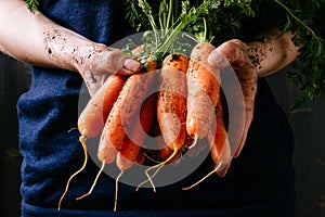 Organic fresh harvested vegetables. Farmer`s hands holding fresh carrots, closeup
