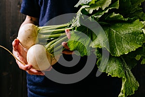 Organic fresh harvested vegetables. Farmer`s hands holding fresh turnip, closeup