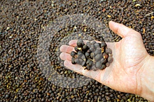 Organic fresh new dried coffee beans on hand