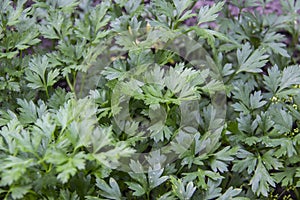 Organic fresh parsley growing in garden farm background.  Green parsley plant top view