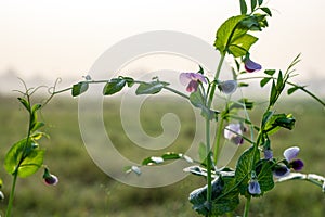 Organic fresh pea plants inside of an agricultural farm in the foggy winter morning