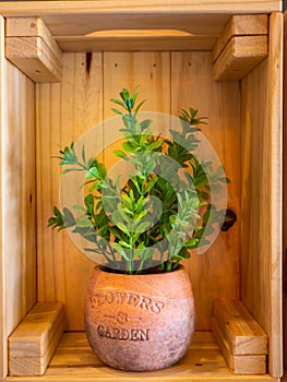 Organic fresh plant in  pot, home gardening