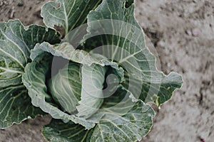 Organic fresh and raw cabbage