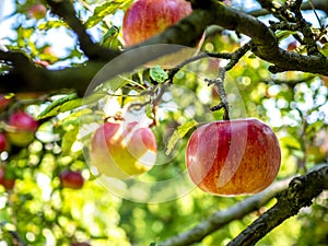 Organic fresh red apples on tree