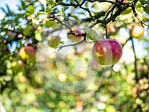 Organic fresh red apples on tree