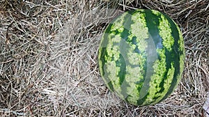 Organic and fresh ripe watermelon on dry hay , top view. Harvest concept