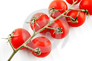 Organic fresh tomatoes on the vine