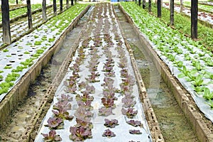 Organic and fresh vegetable garden