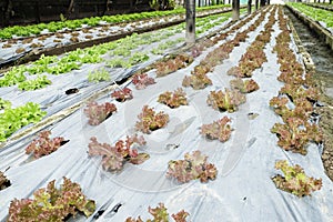 Organic and fresh vegetable garden