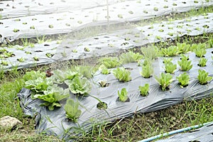 Organic and fresh vegetable garden