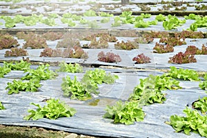 Organic and fresh vegetable garden