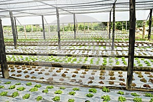 Organic and fresh vegetable garden