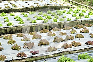 Organic and fresh vegetable garden