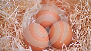 Organic fresh white egg and brown egg on straw. Nest with chicken eggs on a farm at sunny morning.