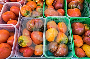 Organic fresh yellow, red, and orange tomatoes