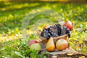 Organic fruit in basket in autumn grass