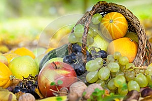 Organic fruit in basket in autumn grass