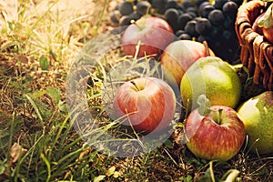 Organic fruit in summer grass