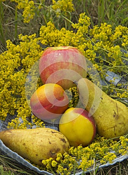 Organic fruit in summer grass. Fresh nectarines, pears and Apple in nature