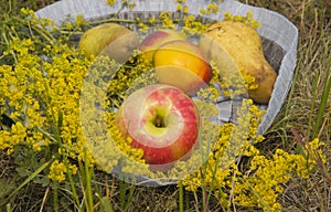 Organic fruit in summer grass. Fresh nectarines, pears and Apple in nature