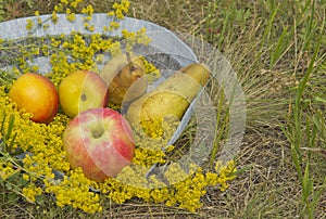 Organic fruit in summer grass. Fresh nectarines, pears and Apple in nature