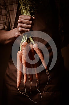 Organic fruit and vegetables. Farmers hands with freshly harvested carrots.