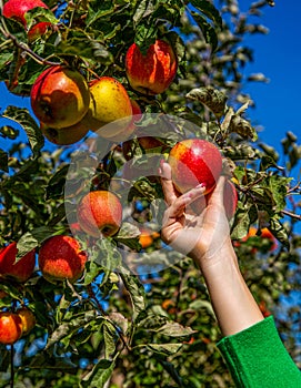 Organic fruit and vegetables. Female hands are picking apples. Red apple variety on the fruiting tree. Fruits on the