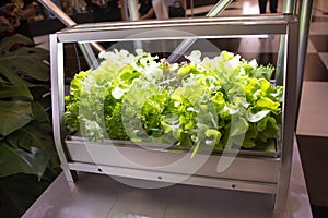 Organic fruits and Hydroponics vegetables garden box indoor for farming