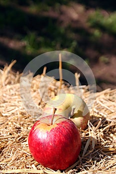 Organic Gala and Fuji Apples