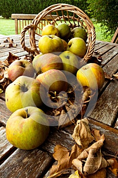Organic garden apples in a basket on a wooden table with autumn leaves sweet and ripe outdoors