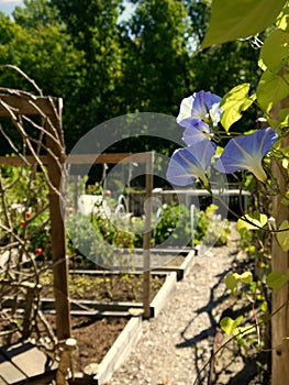 Organic garden: blue morning glory flowers on fence