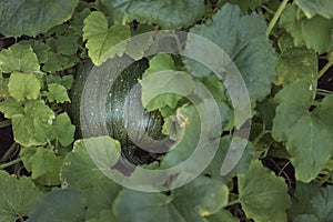 Organic garden grown green pumpkin