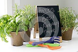 Organic Garden Herbs ready for Springtime Planting