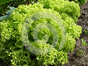 Organic garden lettuce Lollo Bionda photo