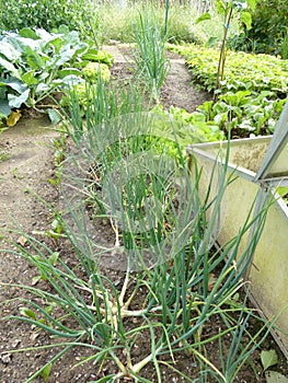 Organic garden shallots