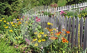 Organic gardening with annual flowers