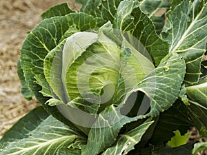Organic gardening homegrown cabbage sugarloaf photo