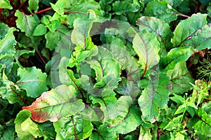 Organic gardening, Swiss chard in a vegetable garden, selective focus