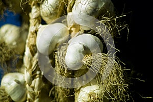 Organic garlic (Allium sativum) photo