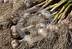 Organic garlic (Allium sativum) bulbs